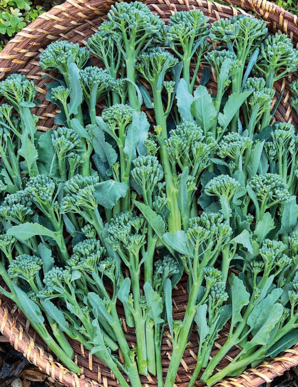 DTB BROCCOLI Green Sprouting