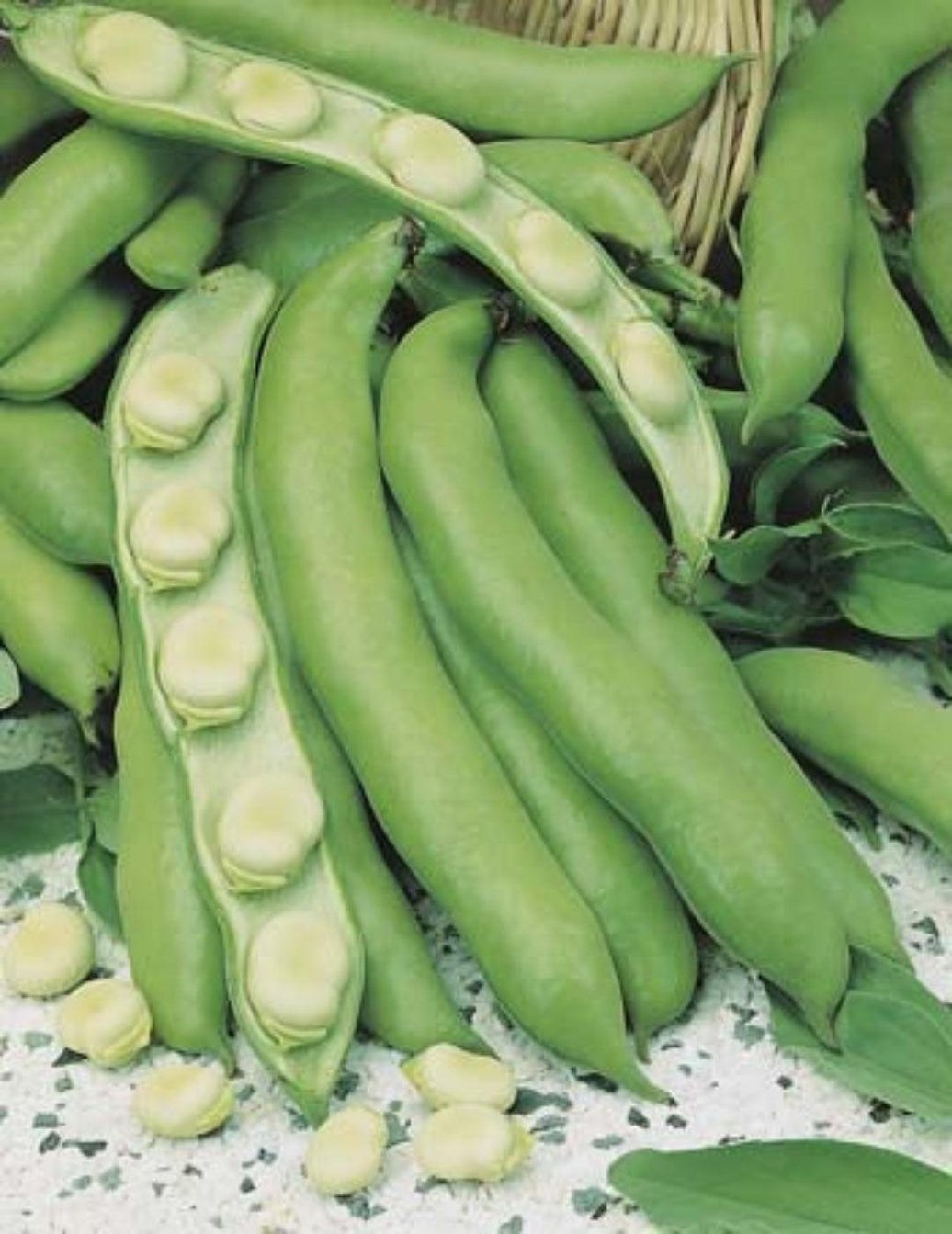 DTB Broad Bean Coles Early