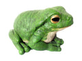 Jumbo Green Rainforest Garden Frog – 43cm