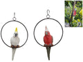 Galah/Cockatoo in Ring 2 Assorted – 26cm / 20cm