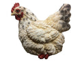 White Sitting Chicken – 26cm
