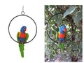 Realistic Parrot in Ring – 20cm