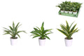 Dracaena Plant in Pot 3 Assorted (12=Free Display) – 27cm