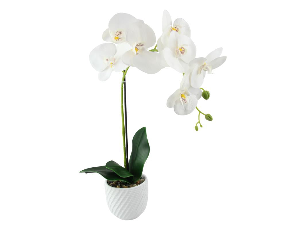 White Orchid In White Pot – 50cm