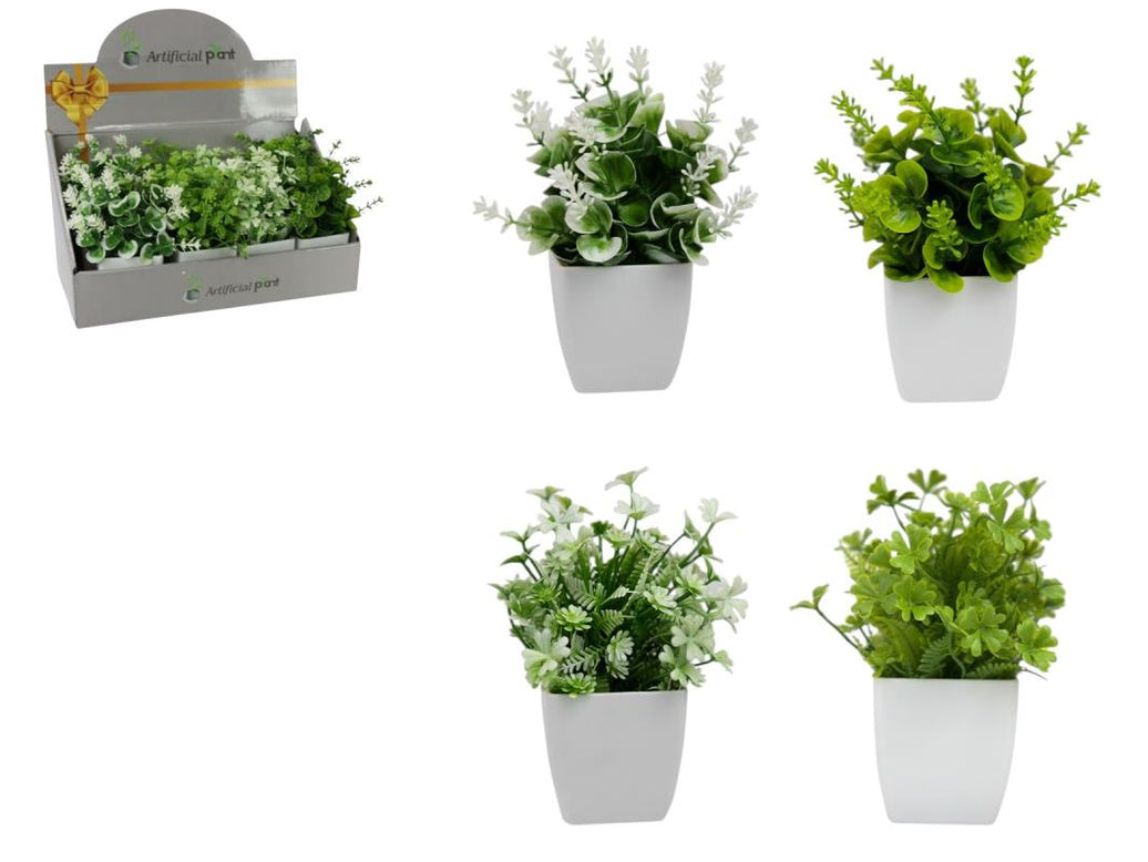 Plant in White Square Pot 4 Assorted – 17cm