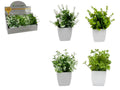 Plant in White Square Pot 4 Assorted – 17cm
