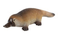 Platypus – 30 × 11cm