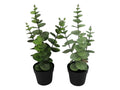 Eucalyptus Plant In Pot – 36cm