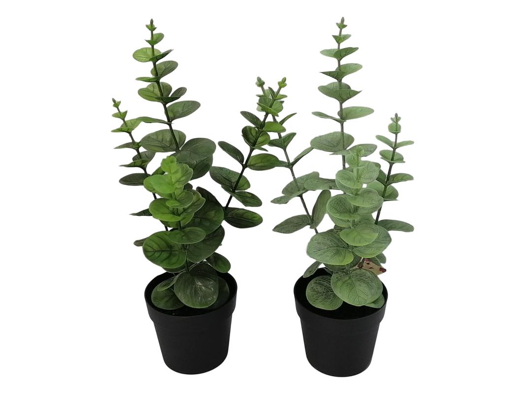 Eucalyptus Plant In Pot – 36cm